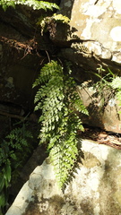 Asplenium neolaserpitiifolium