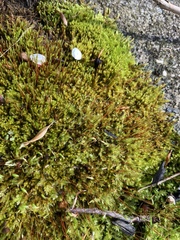 Ceratodon