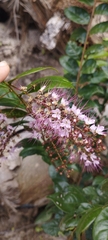 Hirtella racemosa, photograph (c) Brenda O'Grady, some rights reserved (CC BY-SA)