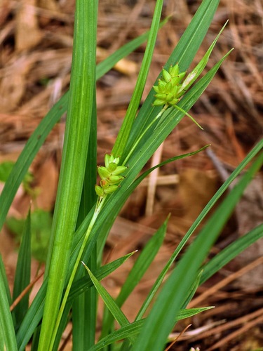 Carex flaccosperma, photograph 6