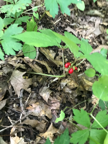iNaturalist observation photo of American ginseng