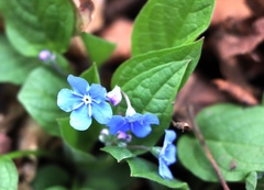 Omphalodes verna