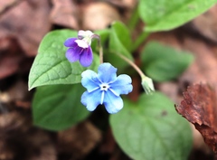 Omphalodes verna