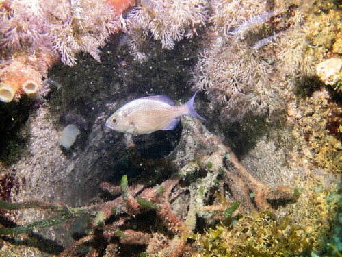 Hottentot seabream (Pachymetopon blochii) — Sparidae