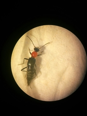 Paederidus ruficollis