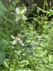Cardamine diphylla