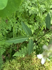Cardamine diphylla