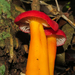 Hygrocybe Sect. Firmae - Photo (c) Diogo Luiz, some rights reserved (CC BY-SA), uploaded by Diogo Luiz