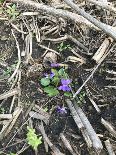 iNaturalist observation photo of Arrowleaf Violet