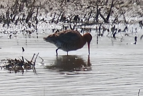 Black-tailed Godwit