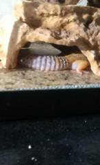 Eublepharis macularius