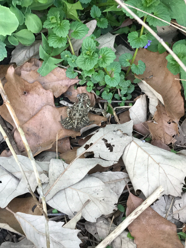 iNaturalist observation photo of American Toad