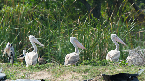 Pelícano rosado (Pelecanus rufescens)