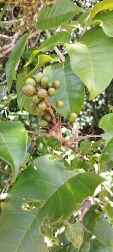Tapirira guianensis, photograph 6