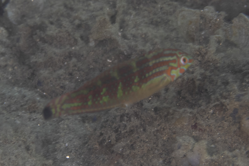 Schwatz's Wrasse (Halichoeres papilionaceus)