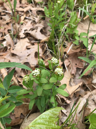 iNaturalist observation photo of bastard toadflax