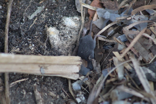 North American Least Shrew observed by hoskissbirder