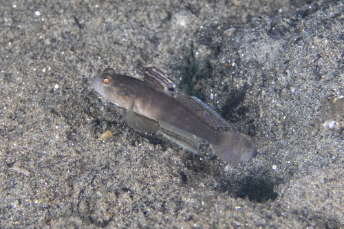 Mahidolia observed 2026-04-22