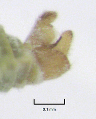 Acizzia acaciaebaileyanae