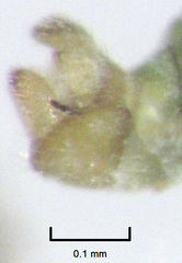 Acizzia acaciaebaileyanae