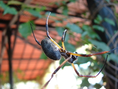 Trichonephila sexpunctata