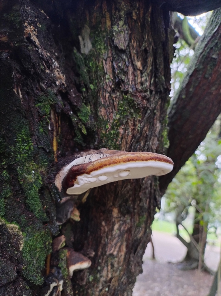 Ganoderma australe · April 2026 · photo: © rturba (iNaturalist, cc-by-nc)