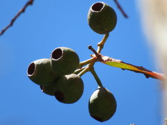 Eucalyptus blakelyi