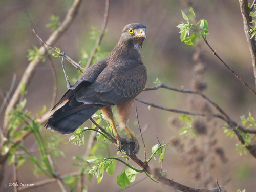 Grasshopper Buzzard