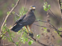 Grasshopper Buzzard photo 5
