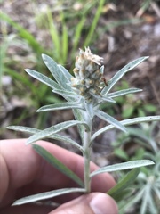 Gamochaeta antillana