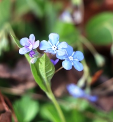 Omphalodes verna
