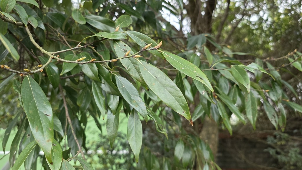 Ô đước thường thấy – Lindera communis