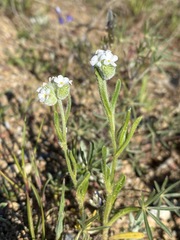Cryptantha crinita