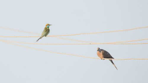 Asian Green Bee-eater