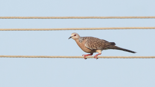 Spotted Dove