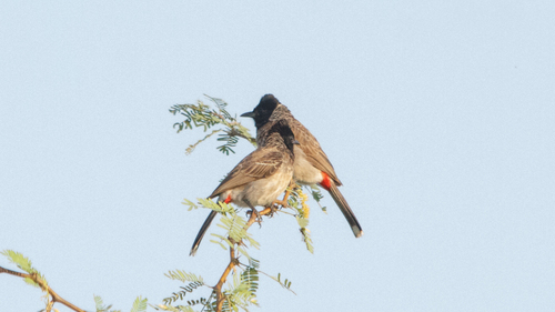 Red-vented Bulbul