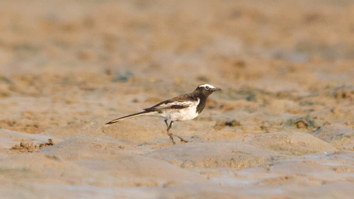 White-browed Wagtail