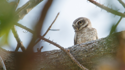 Spotted Owlet