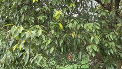 (c) 胡正恆(Jackson Hu), some rights reserved (CC BY) Lindera communis, photograph (c) 胡正恆(Jackson Hu), some rights reserved (CC BY)