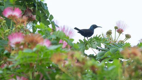 Purple Sunbird