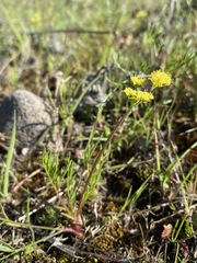 Lomatium marginatum marginatum