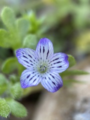 Nemophila pedunculata