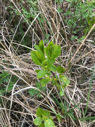 iNaturalist observation photo of Alderleaf Buckthorn
