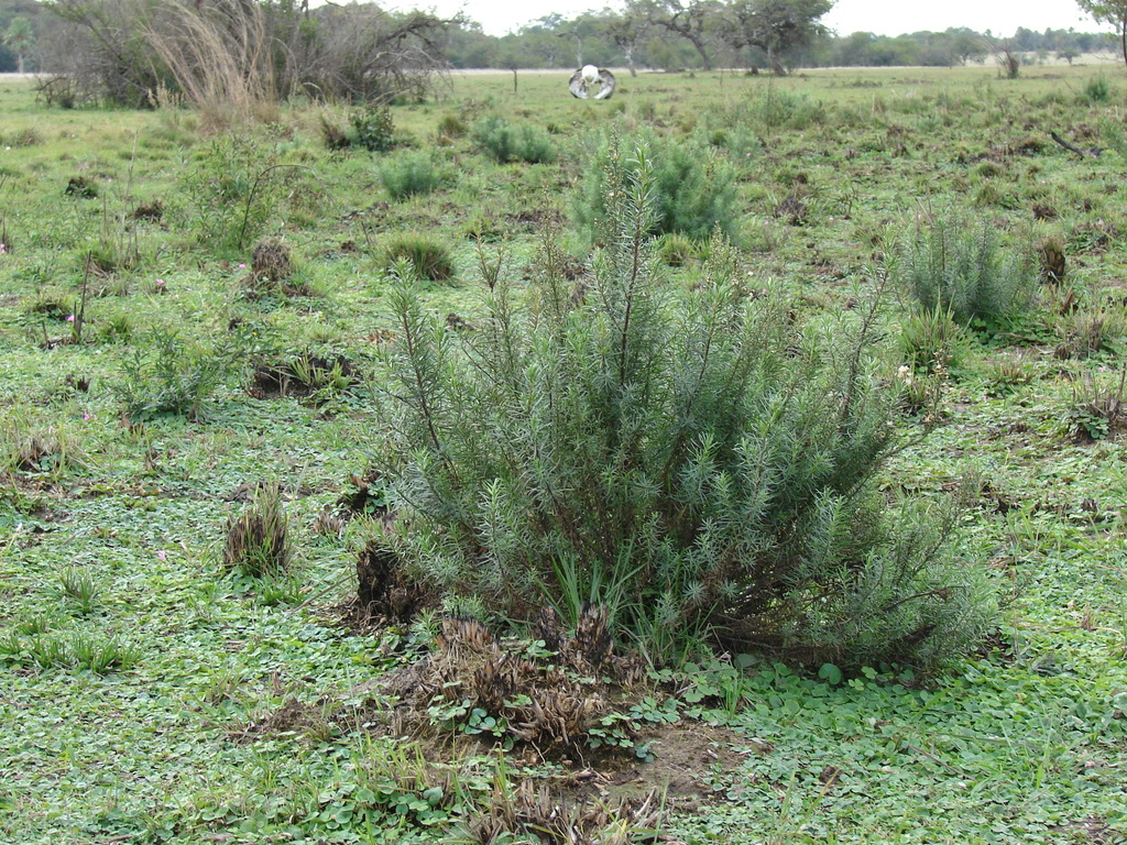 Argentina nativa: Mío mío (Baccharis coridifolia)