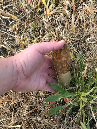 iNaturalist observation photo of true morels
