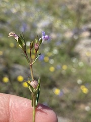 Collinsia sparsiflora