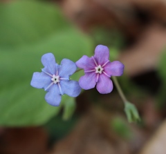 Omphalodes verna