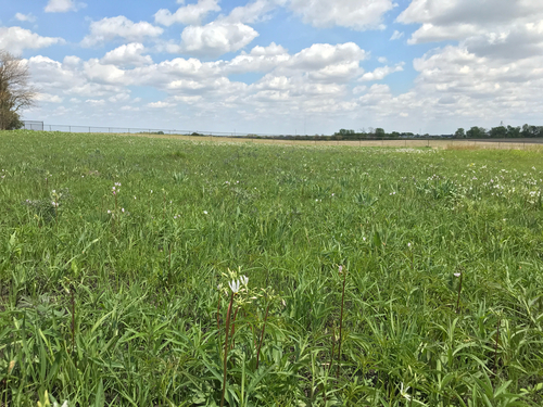 iNaturalist observation photo of eastern shooting star
