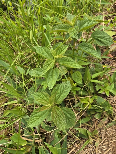 False Nettle