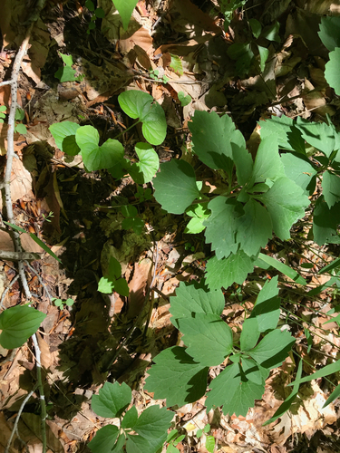 iNaturalist observation photo of Allegheny Spurge